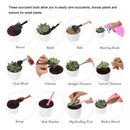 Kit de jardinagem para suculentas 12 peças - Faça de seu jardim uma obra de arte!